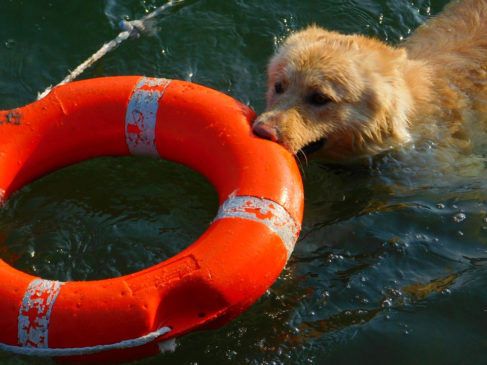 dog-1286525_960_720.jpg