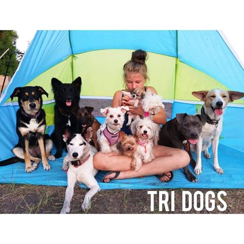 tri dogs