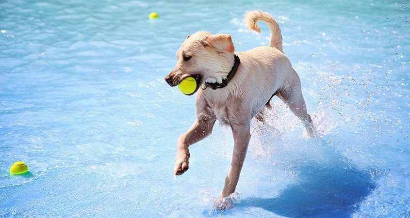 10 essential summer tips from Cesar
