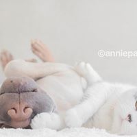anniepaddington 18