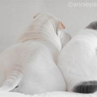 anniepaddington 24