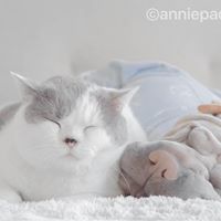 anniepaddington 26