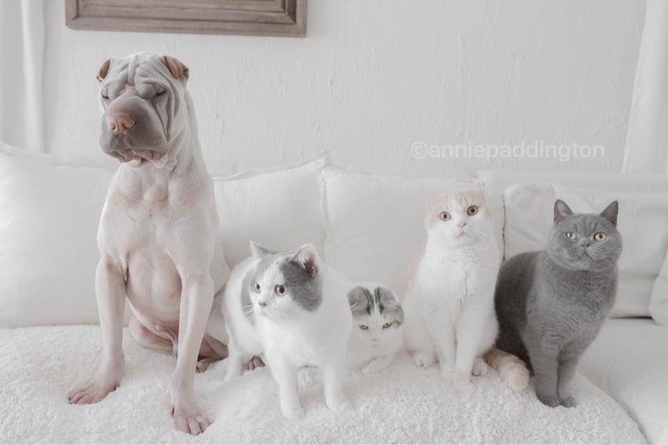 anniepaddington 31