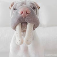 anniepaddington 8