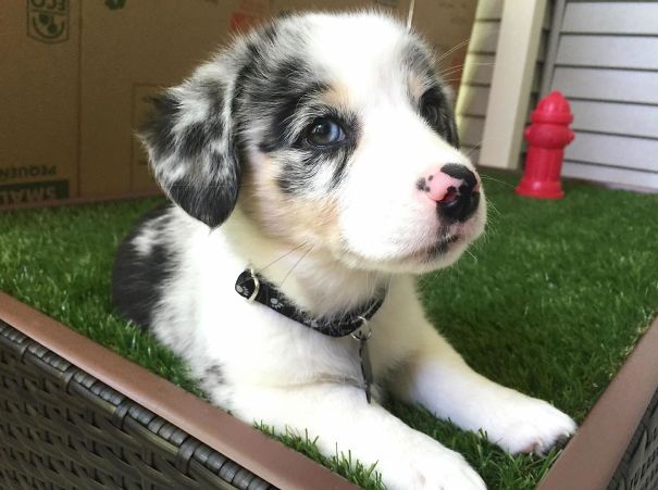corgi keverekek ausztral juhasz