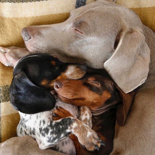 harlow and sage 10