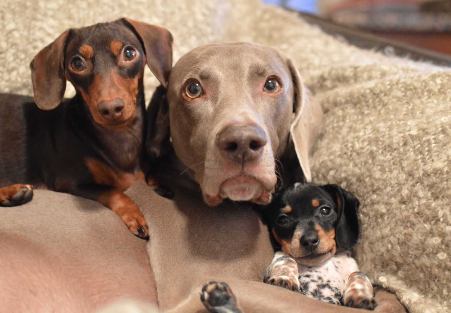 harlow and sage 3