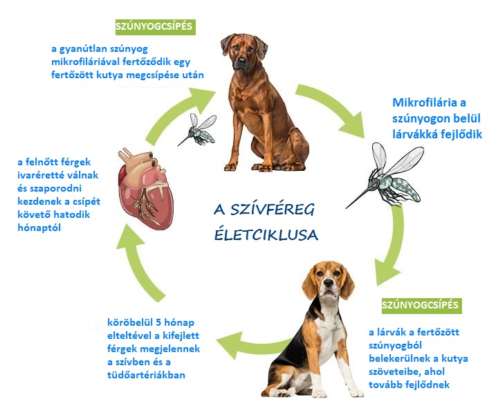 szívféreg2.1