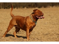 bordeaux-i_dog1