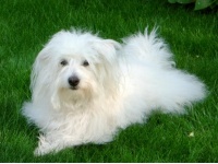 coton_de_tular1