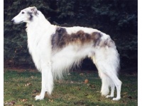 orosz_agr1