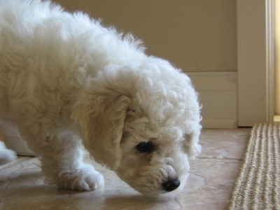 bichon_frise2