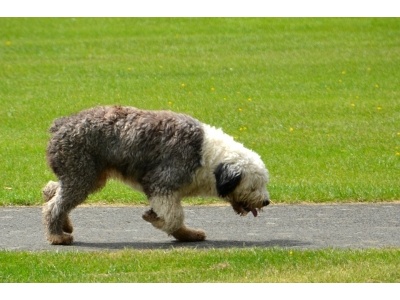 bobtail2