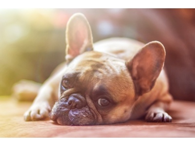 dog-1224267_1920