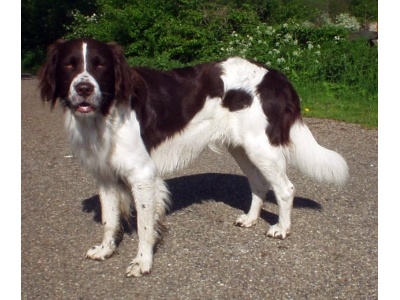 drenti_vizsla