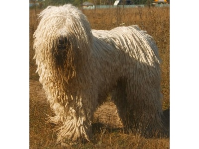 komondor1