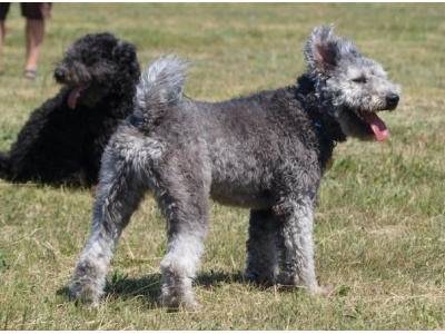 pumi1