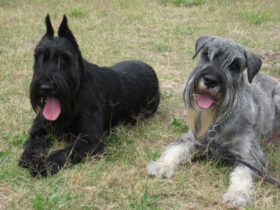 schnauzer2