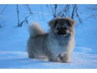 tibeti_spniel2
