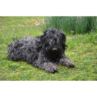puli1